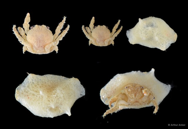 Dromiidae sp. "SS-4374" • © Arthur Anker • All Rights Reserved