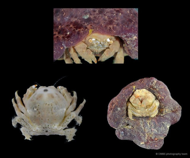 Dromiidae sp. "SS-4390" • © CMBS photography team • All Rights Reserved