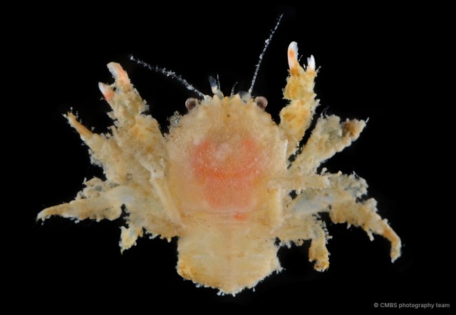 Cryptodromia amboinensis • © CMBS photography team • All Rights Reserved