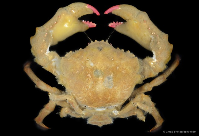 Dromidia sp. "JS-2376" • © CMBS photography team • All Rights Reserved