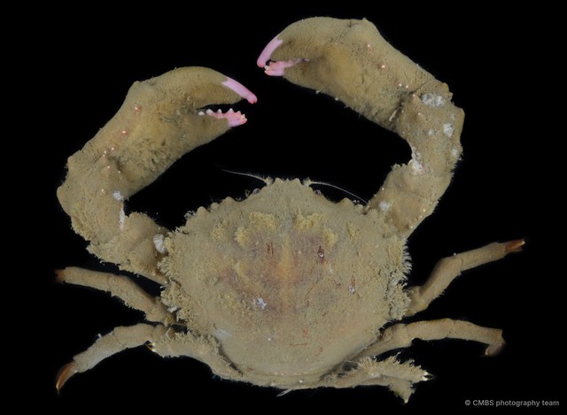 Dromidiopsis indica • © CMBS photography team • All Rights Reserved