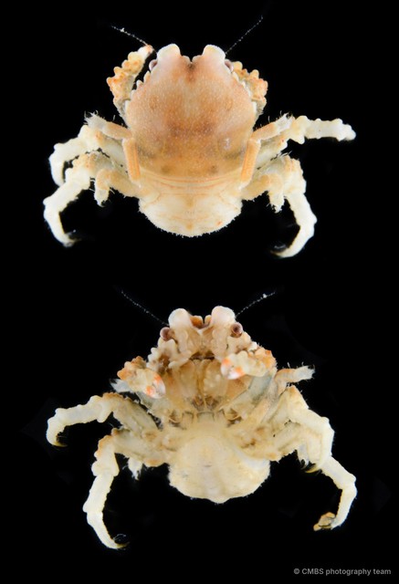 Epigodromia sp. "aff. SS-4811" • © CMBS photography team • All Rights Reserved