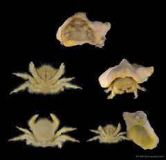 Lewindromia unidentata • © CMBS photography team • All Rights Reserved
