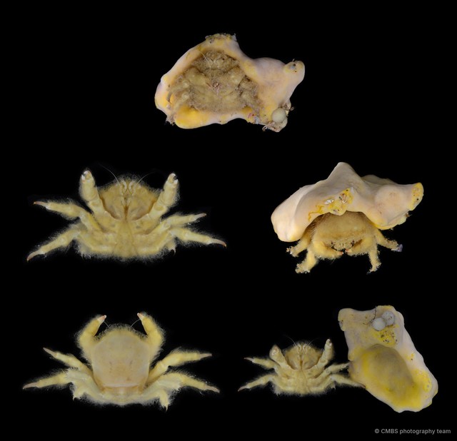 Lewindromia unidentata