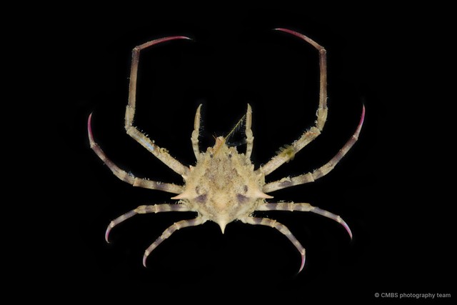 Doclea sp. "1" • © CMBS photography team • All Rights Reserved