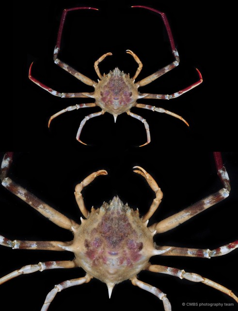 Doclea sp. "2" • © CMBS photography team • All Rights Reserved
