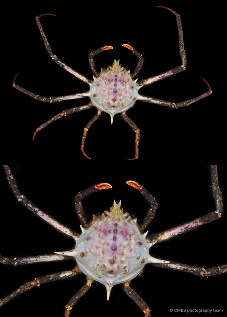 Doclea sp. "3" • © CMBS photography team • All Rights Reserved