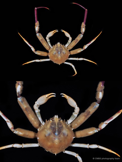 Doclea sp. "4" • © CMBS photography team • All Rights Reserved
