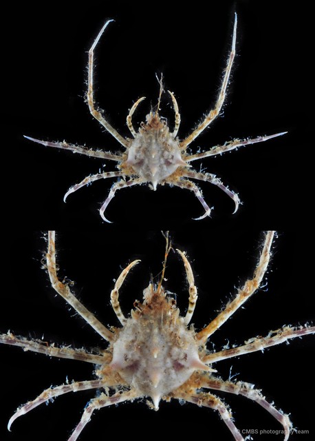 Doclea sp. "5" • © CMBS photography team • All Rights Reserved