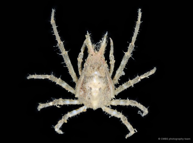 Hyastenus sp. "c750f749" • © CMBS photography team • All Rights Reserved