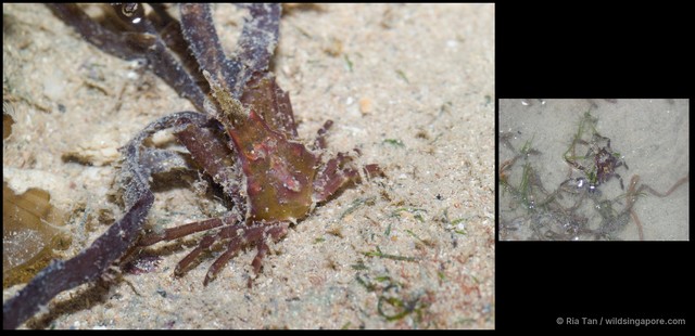 Menaethius sp. "30258a04" • © Ria Tan • All Rights Reserved
