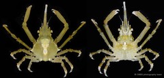 Menaethius monoceros • © CMBS photography team • All Rights Reserved