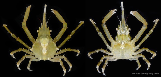 Menaethius monoceros • © CMBS photography team • All Rights Reserved