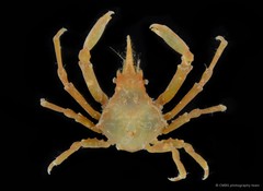 Menaethius monoceros • © CMBS photography team • All Rights Reserved
