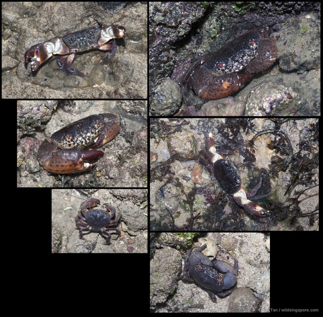 Eriphia ferox