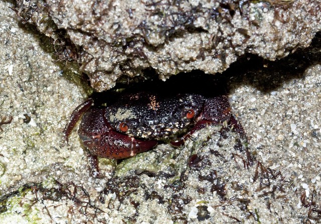 Eriphia ferox
