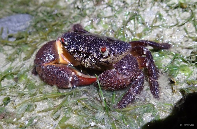 Eriphia ferox