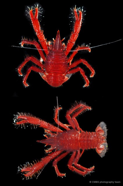 Allogalathea sp. "cf. inermis" • © CMBS photography team • All Rights Reserved