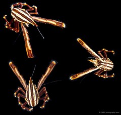 Allogalathea elegans
