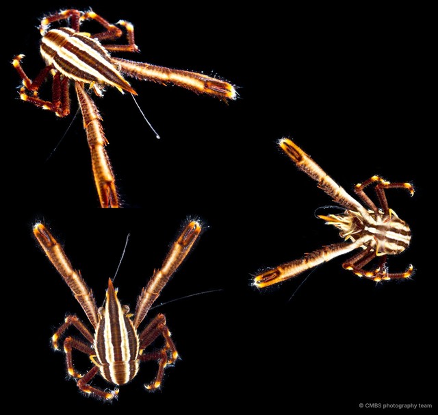Allogalathea elegans • © CMBS photography team • All Rights Reserved