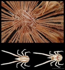 Allogalathea longimana • © CMBS photography team • All Rights Reserved