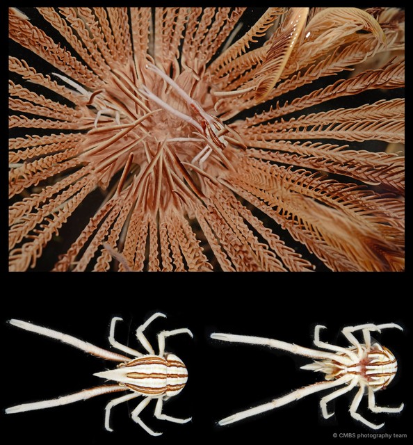 Allogalathea longimana • © CMBS photography team • All Rights Reserved
