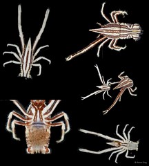Allogalathea longimana • © Rene Ong • All Rights Reserved