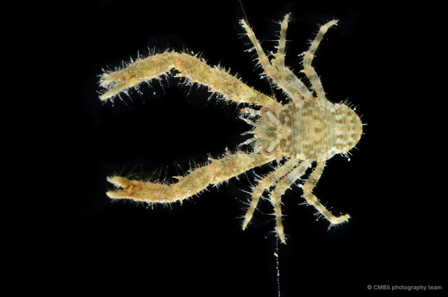 Galathea sp. "f032b8db" • © CMBS photography team • All Rights Reserved