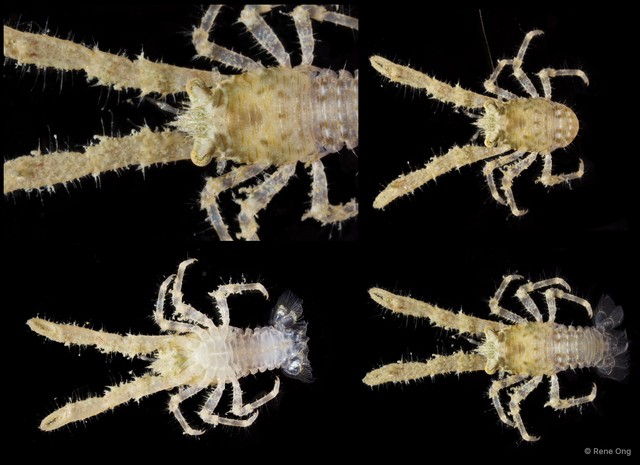 Galathea coralliophilus