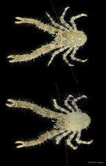 Galathea coralliophilus