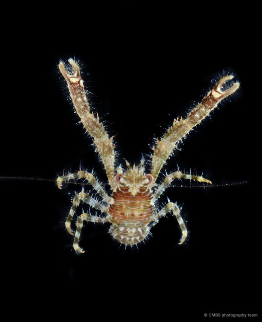 Galathea coralliophilus