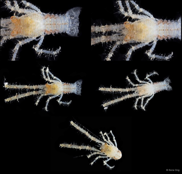 Galathea longimanoides • © Rene Ong • All Rights Reserved