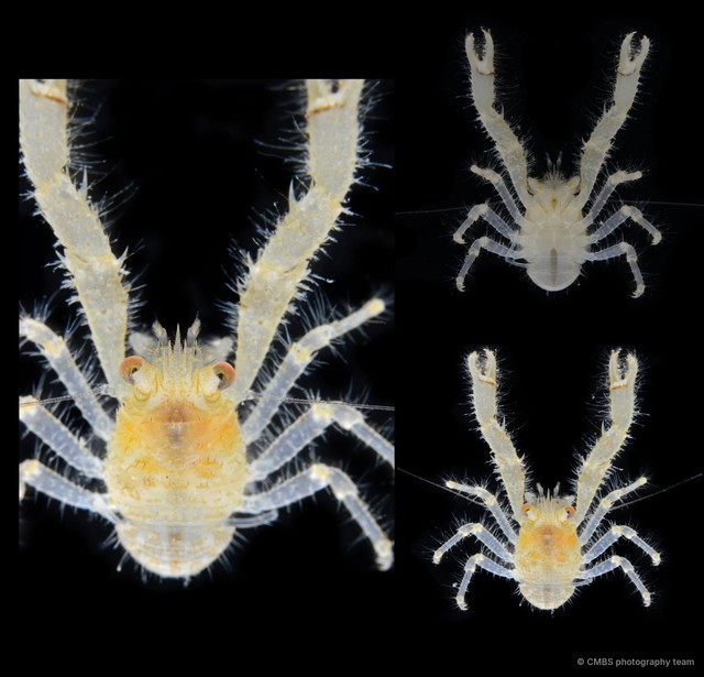 Galathea subsquamata • © CMBS photography team • All Rights Reserved