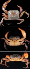 Irmengardia johnsoni