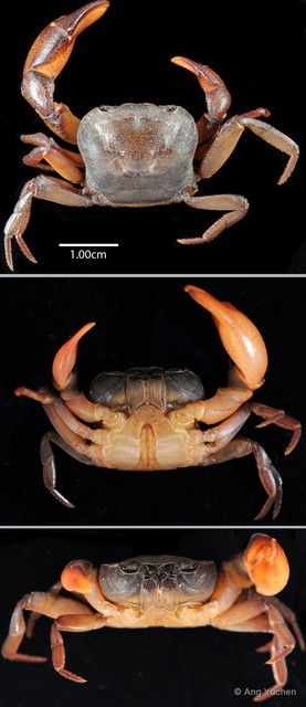 Irmengardia johnsoni • © Ang Yuchen • All Rights Reserved
