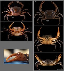 Parathelphusa maculata