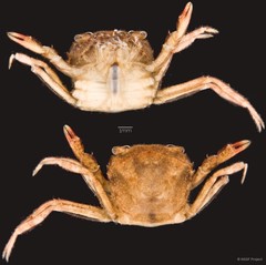 Parathelphusa maculata • © NSSF Project • All Rights Reserved