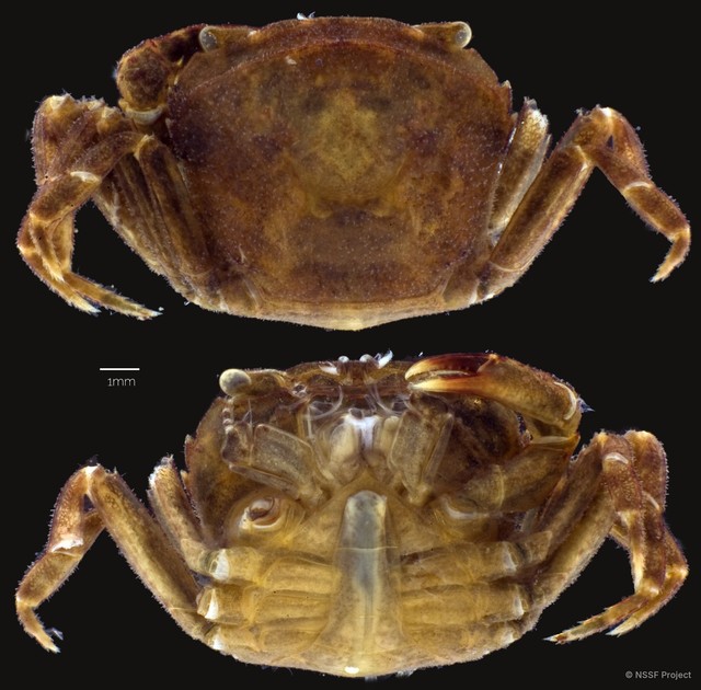 Parathelphusa maculata