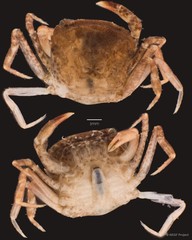 Parathelphusa maculata • © NSSF Project • All Rights Reserved