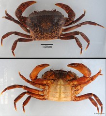 Parathelphusa reticulata • © Ang Yuchen • All Rights Reserved