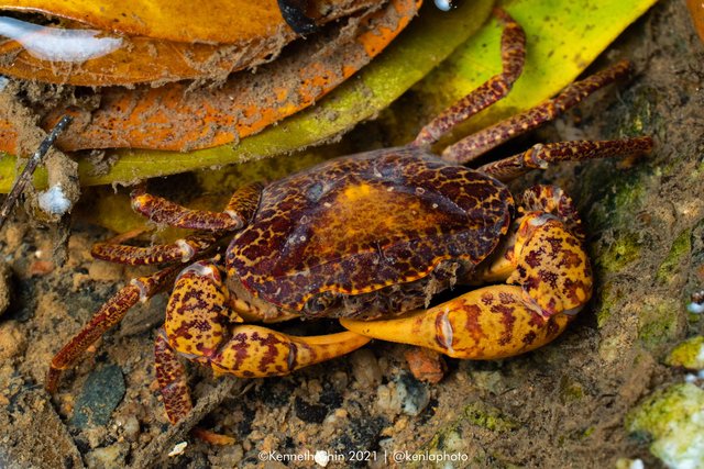 Parathelphusa reticulata