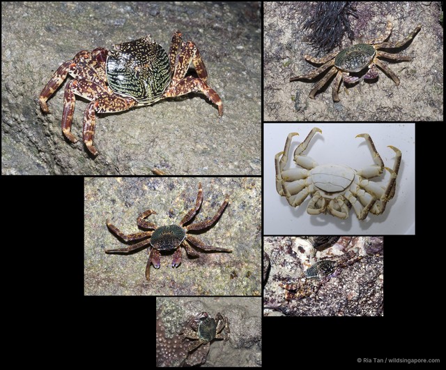 Grapsus albolineatus • © Ria Tan • All Rights Reserved