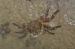 Grapsus albolineatus • © Rene Ong • All Rights Reserved