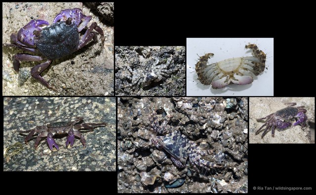 Metopograpsus sp. "1a8e63c1" • © Ria Tan • All Rights Reserved