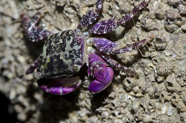 Metopograpsus sp. "bfe8d4f2" • © Rene Ong • All Rights Reserved
