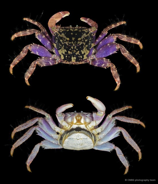 Metopograpsus sp. "cf. frontalis" • © CMBS photography team • All Rights Reserved