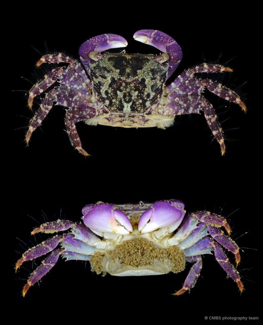 Metopograpsus sp. "JS-1214" • © CMBS photography team • All Rights Reserved