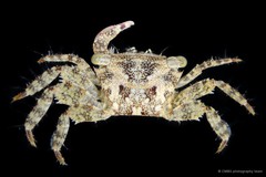 Metopograpsus sp. "JS-2326"