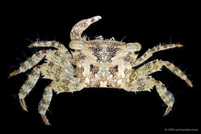 Metopograpsus sp. "JS-2326" • © CMBS photography team • All Rights Reserved
