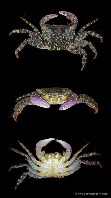 Metopograpsus sp. "JS-2819" • © CMBS photography team • All Rights Reserved